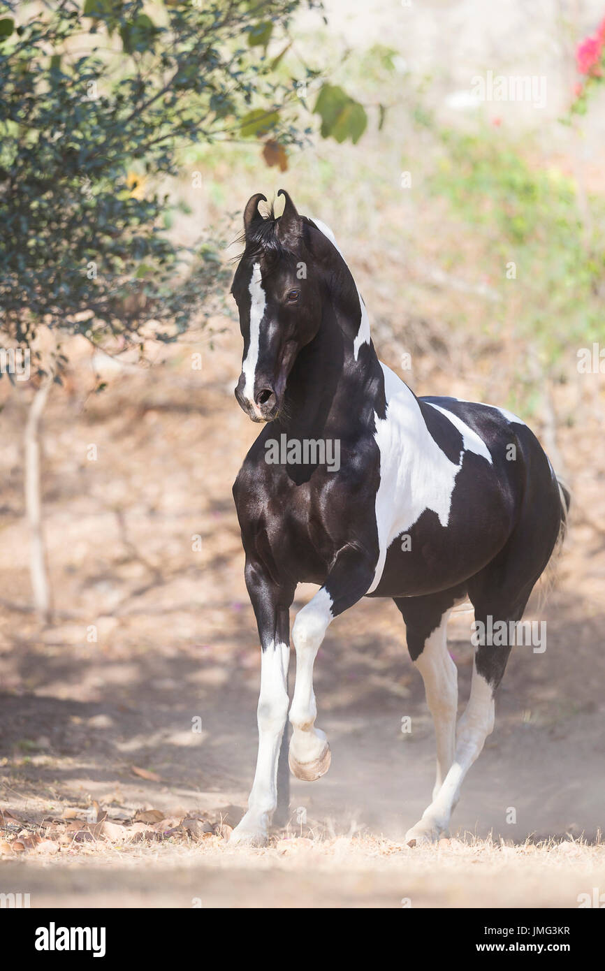 Marwari Horse. Pezzati stallone trotto in un paddock. India Foto Stock