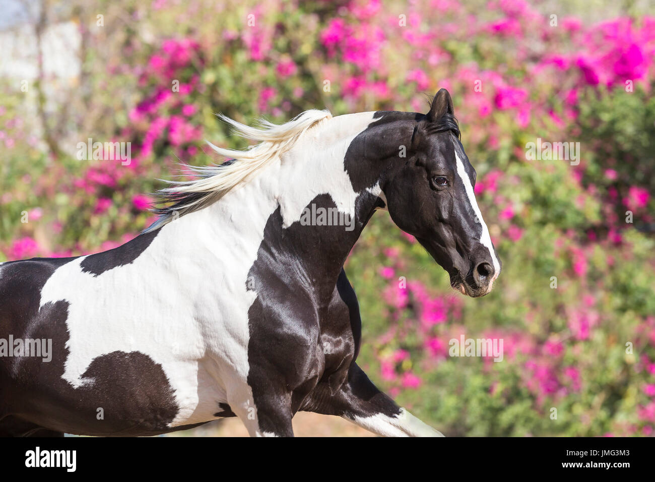 Marwari Horse. Pezzati stallone al galoppo in un paddock, ritratto. India Foto Stock