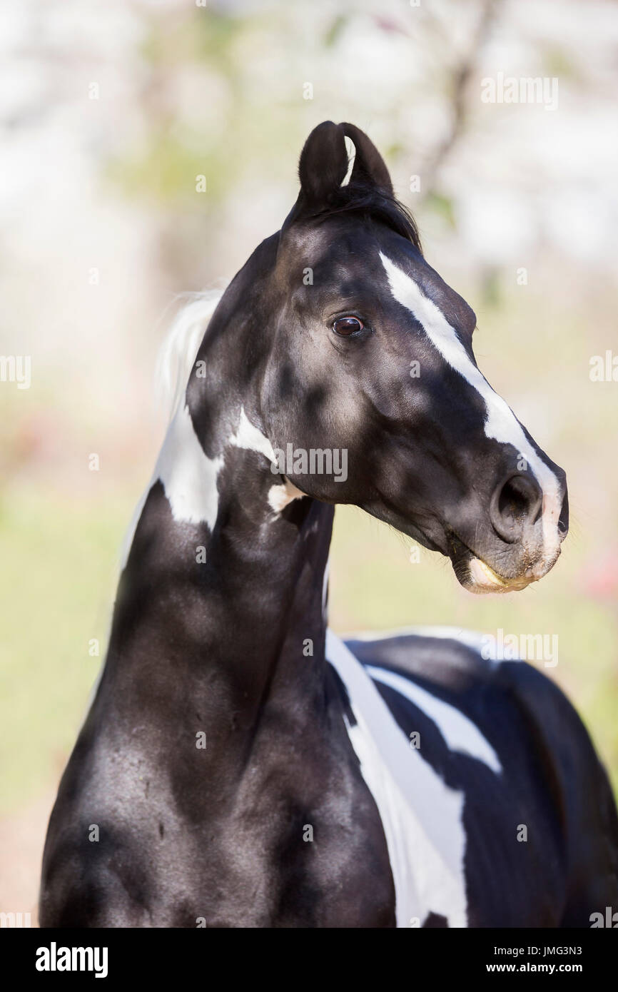 Marwari Horse. Ritratto di pezzati stallone. India Foto Stock