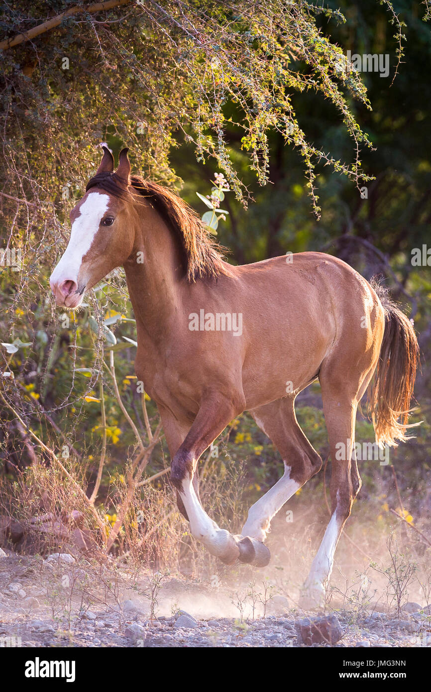Marwari Horse. Chestnut mare al galoppo sul terreno pietroso. India Foto Stock
