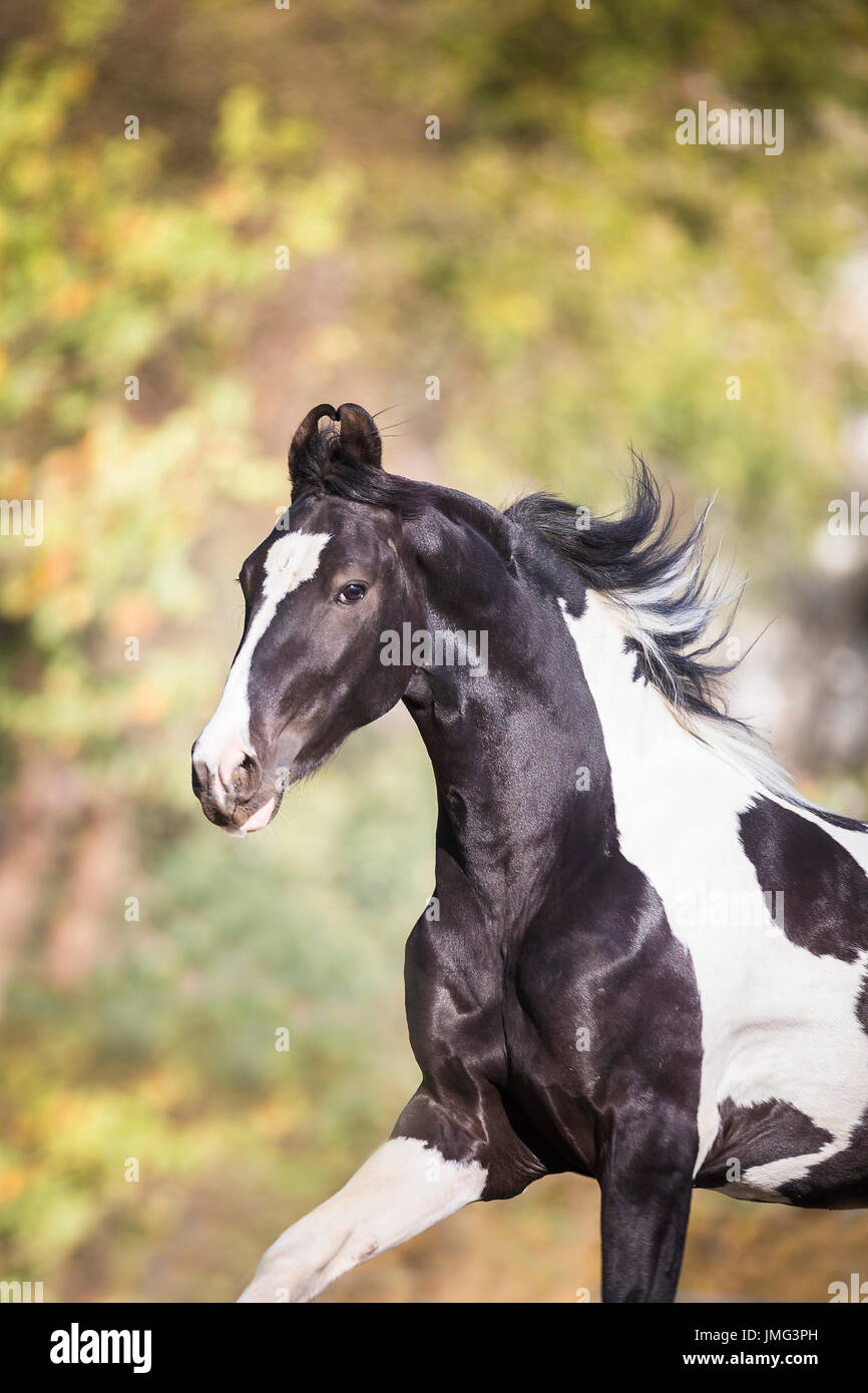 Marwari Horse. Pezzati stallone al galoppo in un paddock. India Foto Stock
