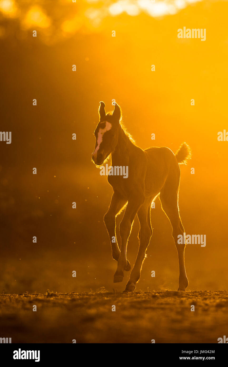 Marwari Horse. Puledra baia-puledro al galoppo nella luce della sera. India Foto Stock