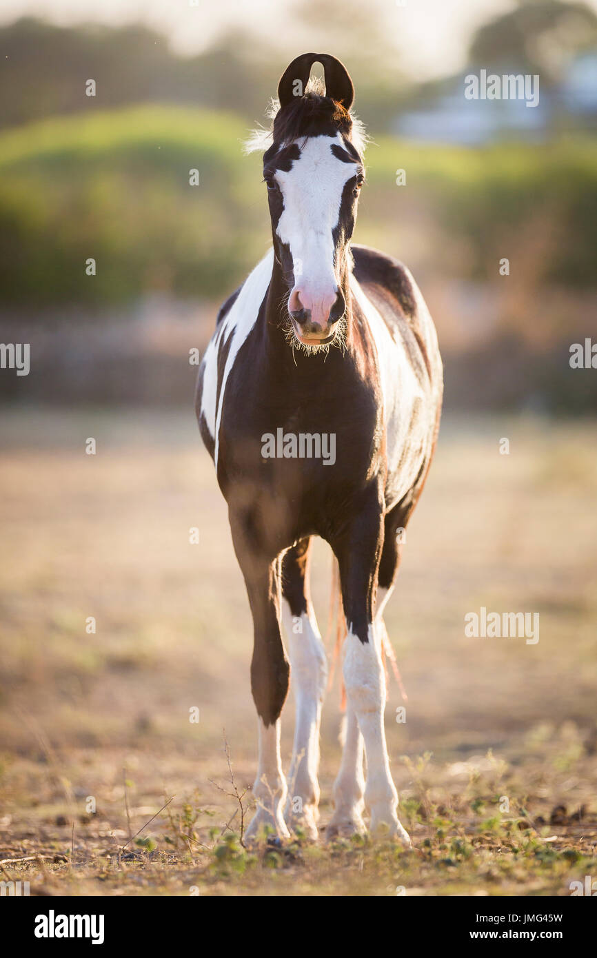 Marwari Horse. Pezzati mare in piedi nella luce della sera. India Foto Stock