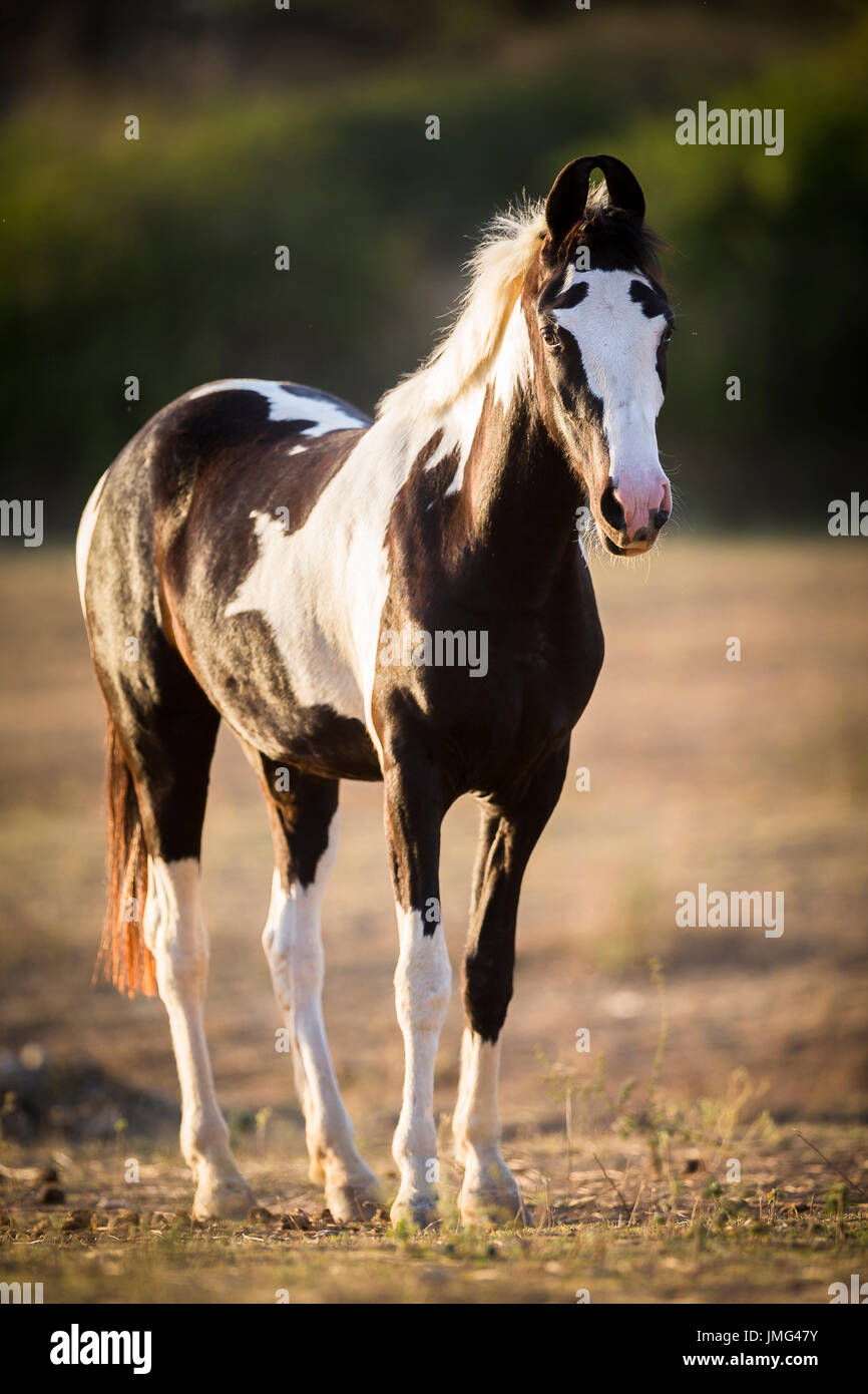 Marwari Horse. Pezzati mare in piedi nella luce della sera. India Foto Stock
