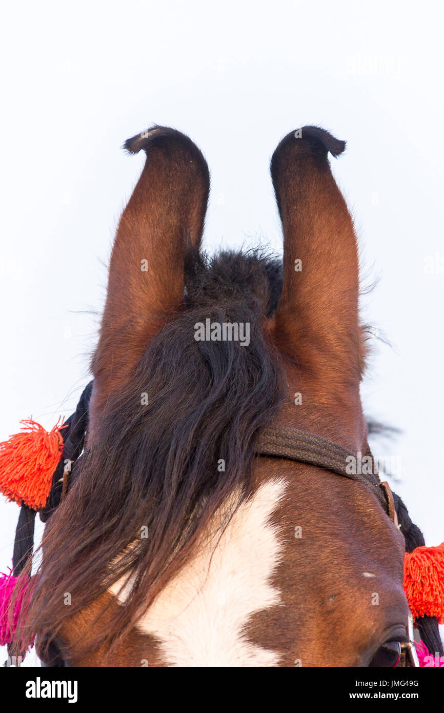Marwari Horse. Verso l'interno-curvando le orecchie di un bambino mare. Rajasthan, India. Foto Stock