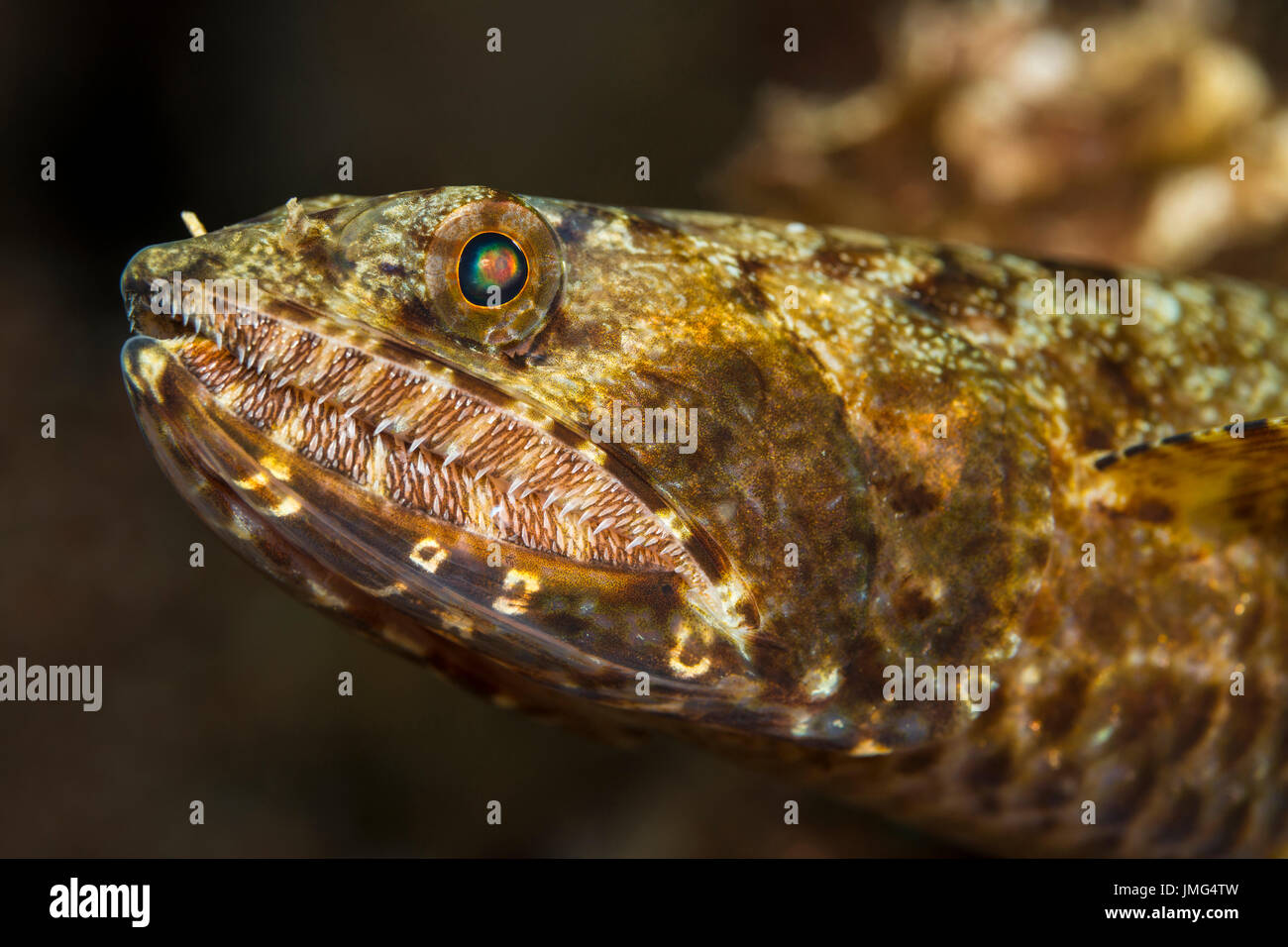 LIzardfish (Saurida gracilis) . . Foto Stock