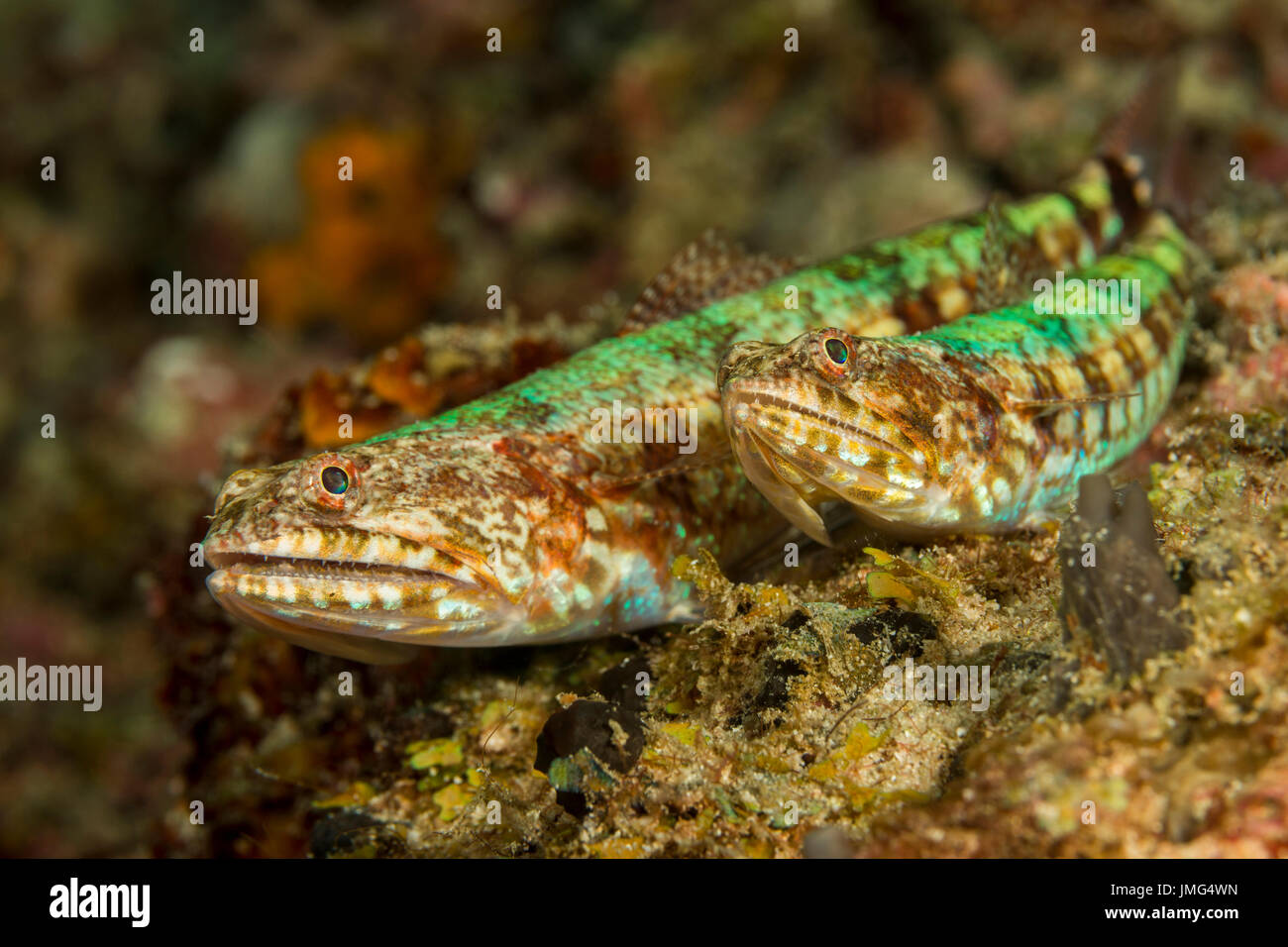 (Lizardfish Synodus variegatus).. Foto Stock
