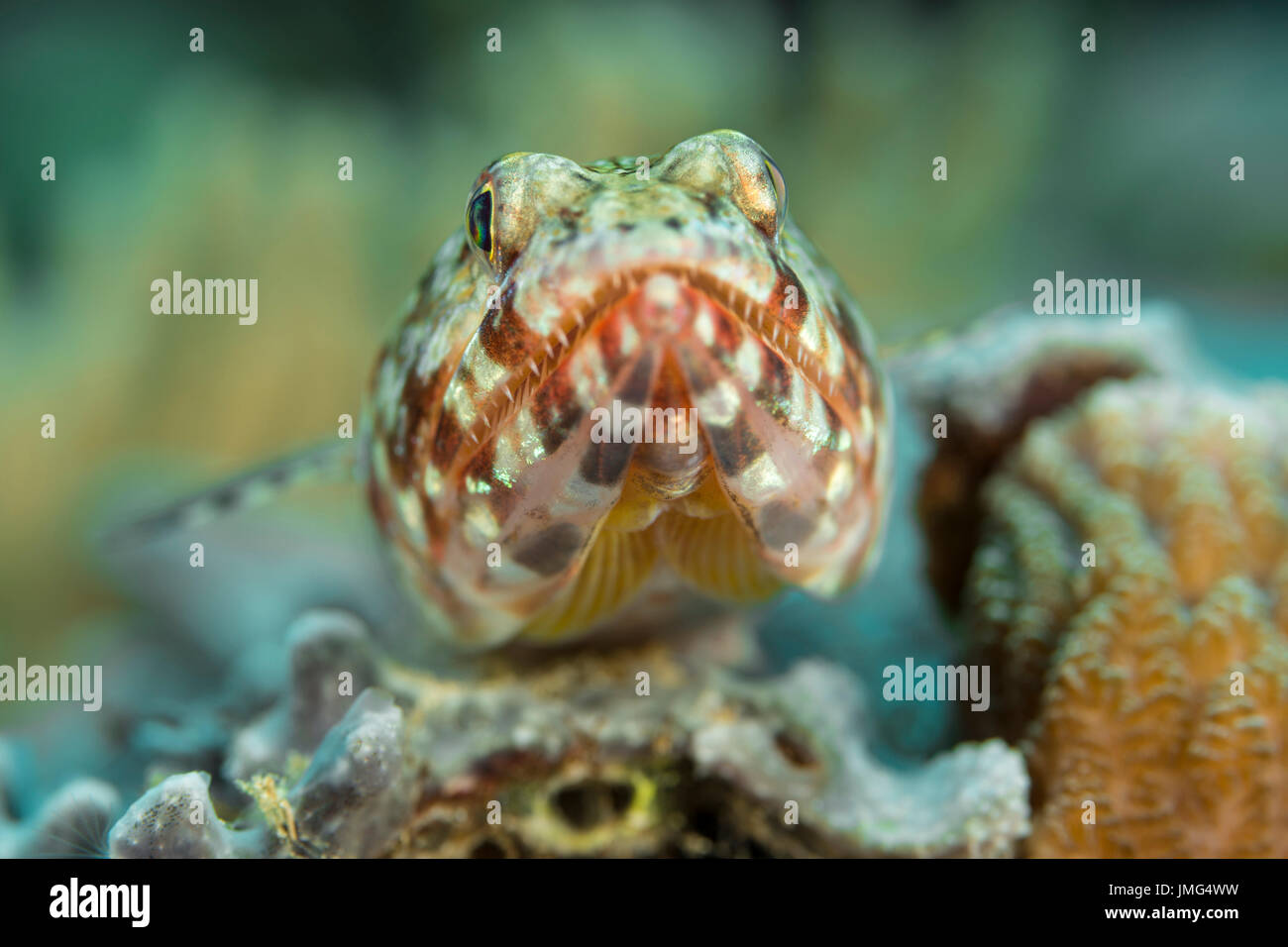 (Lizardfish Synodus variegatus).. Foto Stock