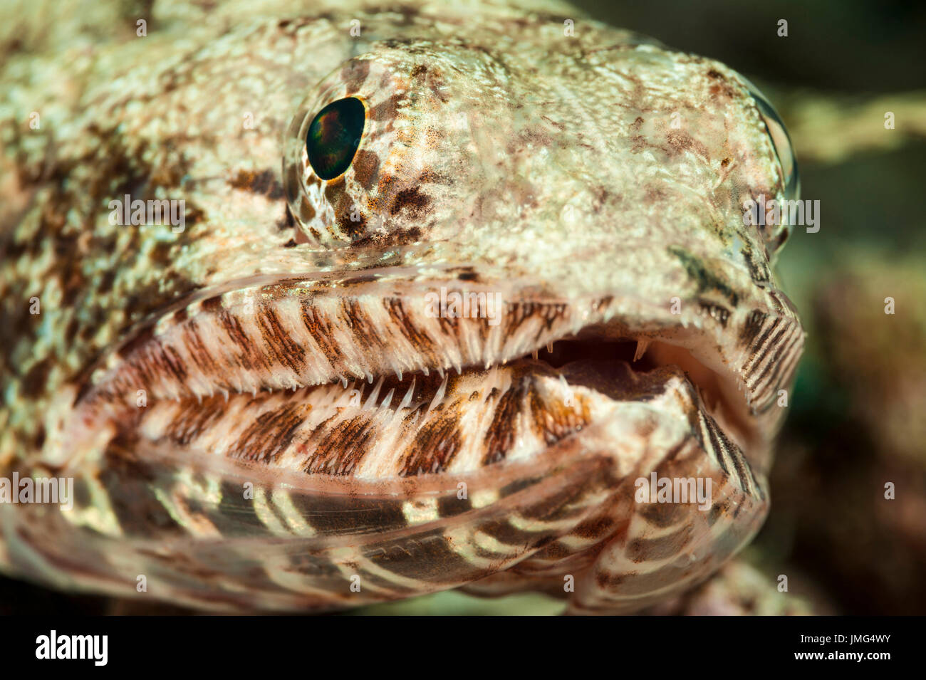 Lizardfish (Saurida gracilis) . . Foto Stock