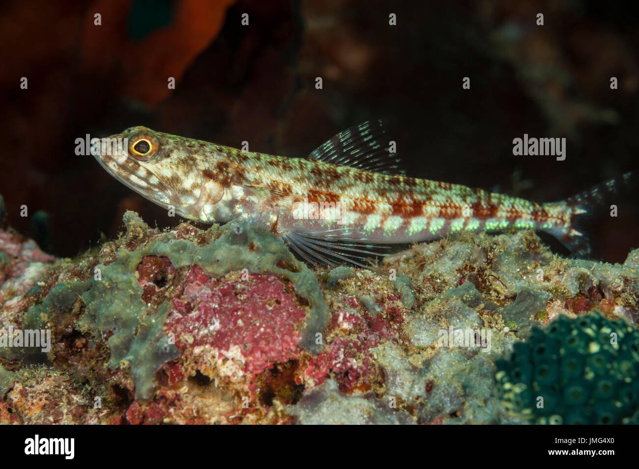 (Lizardfish Synodus variegatus).. Foto Stock