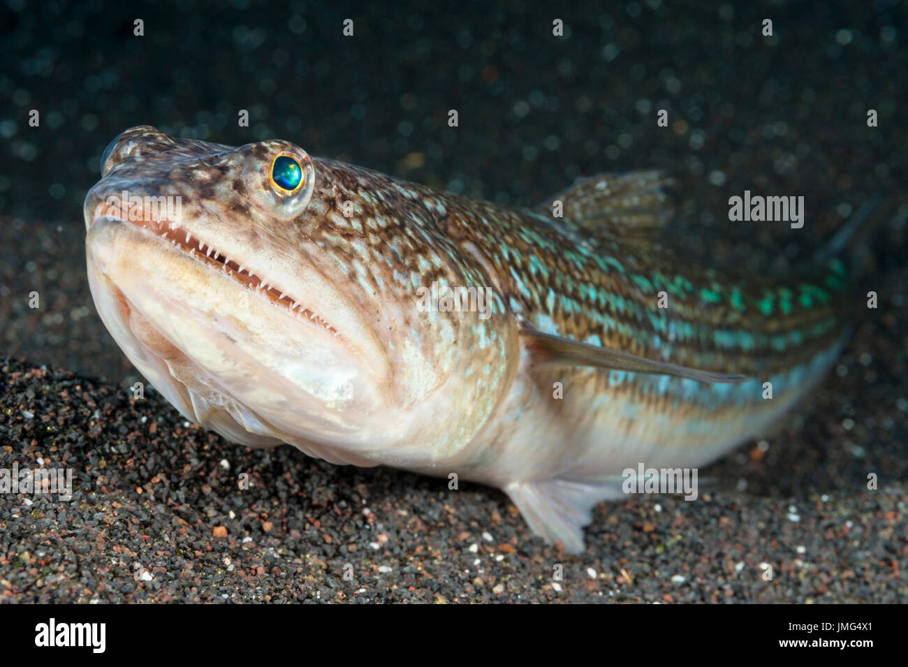 (Lizardfish Synodus sauro). . Foto Stock