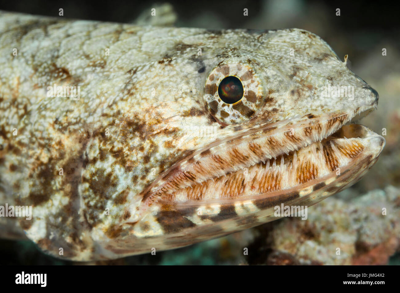 (Lizardfish Synodus dermatogenys)... Foto Stock