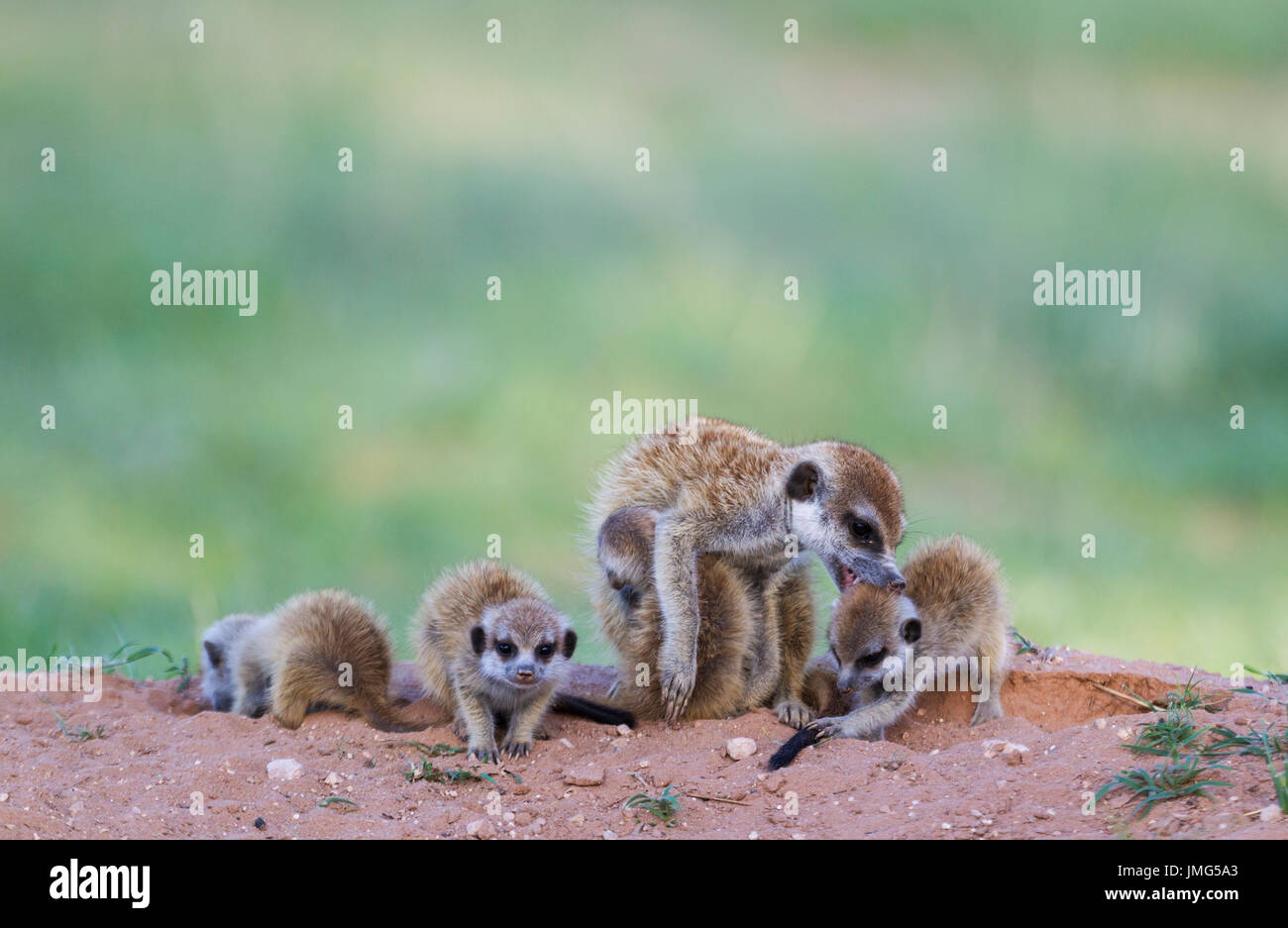 Suricate (Suricata suricatta). Femmina con quattro giovani alla eveninght a loro burrow. Un giovane è il lattante, uno è beeing curato. Durante la stagione delle piogge in un ambiente immerso nel verde. Deserto Kalahari, Kgalagadi Parco transfrontaliero, Sud Africa. Foto Stock