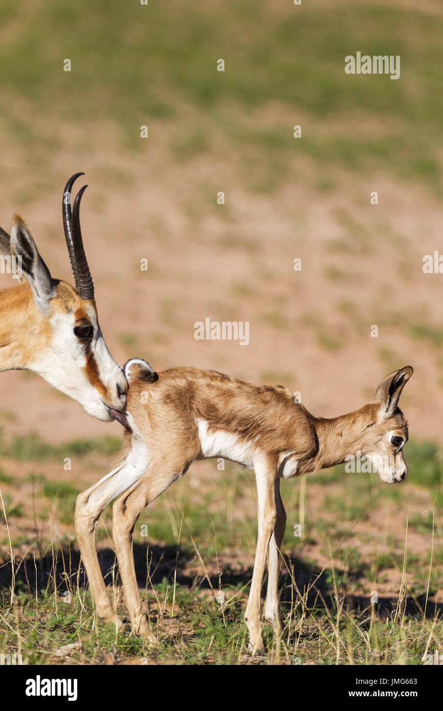 Springbok (Antidorcas marsupialis), pecora pulizia agnello neonato. Durante la stagione delle piogge in un ambiente immerso nel verde. Foto Stock