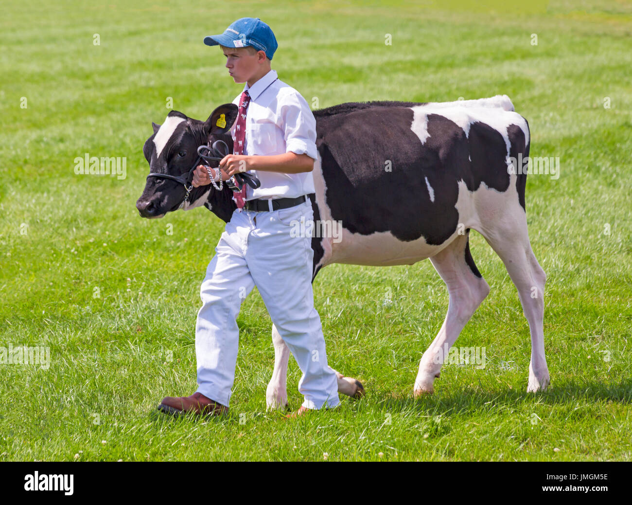 Fanciullo camminando in bianco e nero vacca a New Forest & Hampshire Paese mostrano, Brockenhurst, Hampshire. Foto Stock
