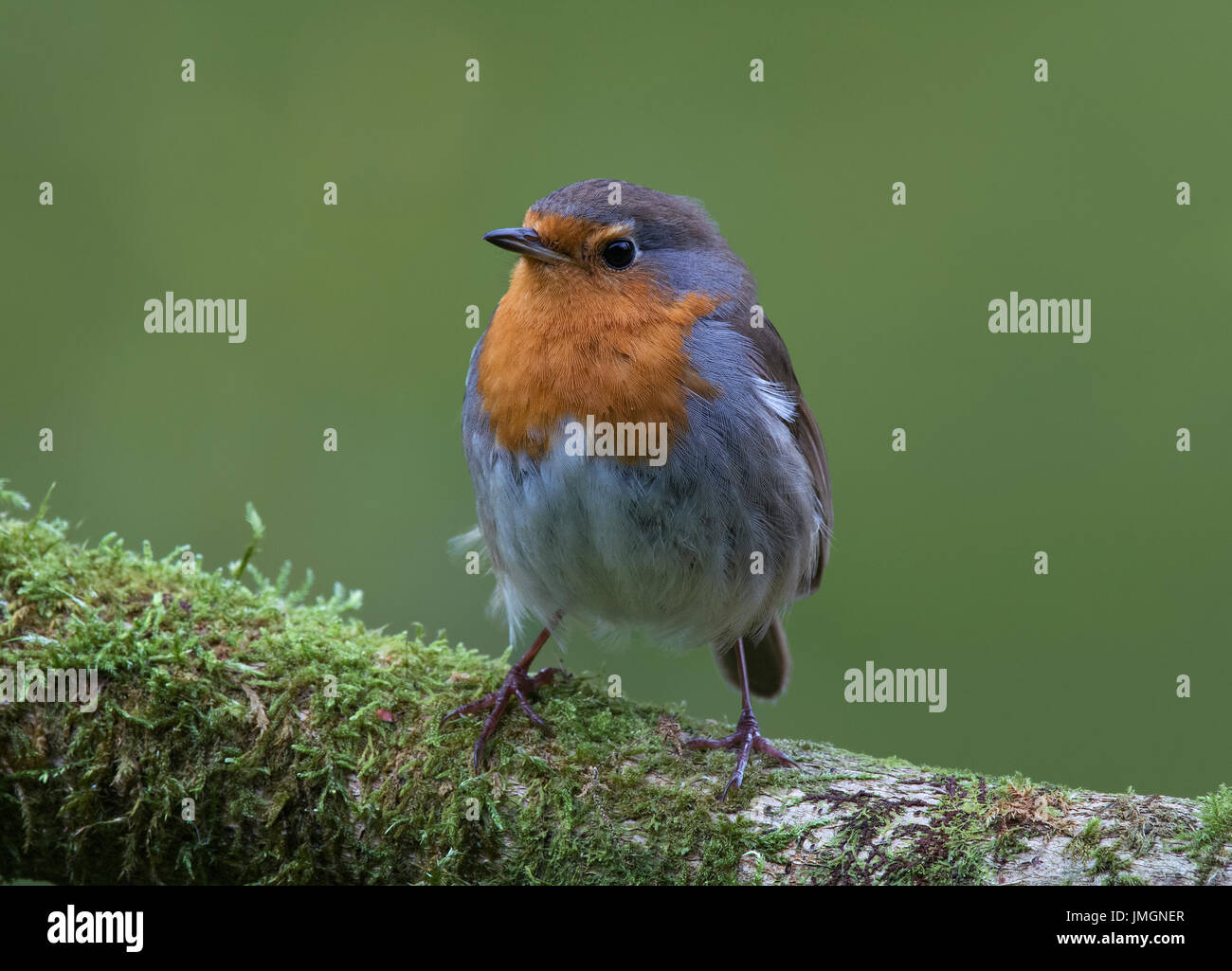 Unione robin, Erithacus rubecula, appollaiato su moss registro coperto Foto Stock