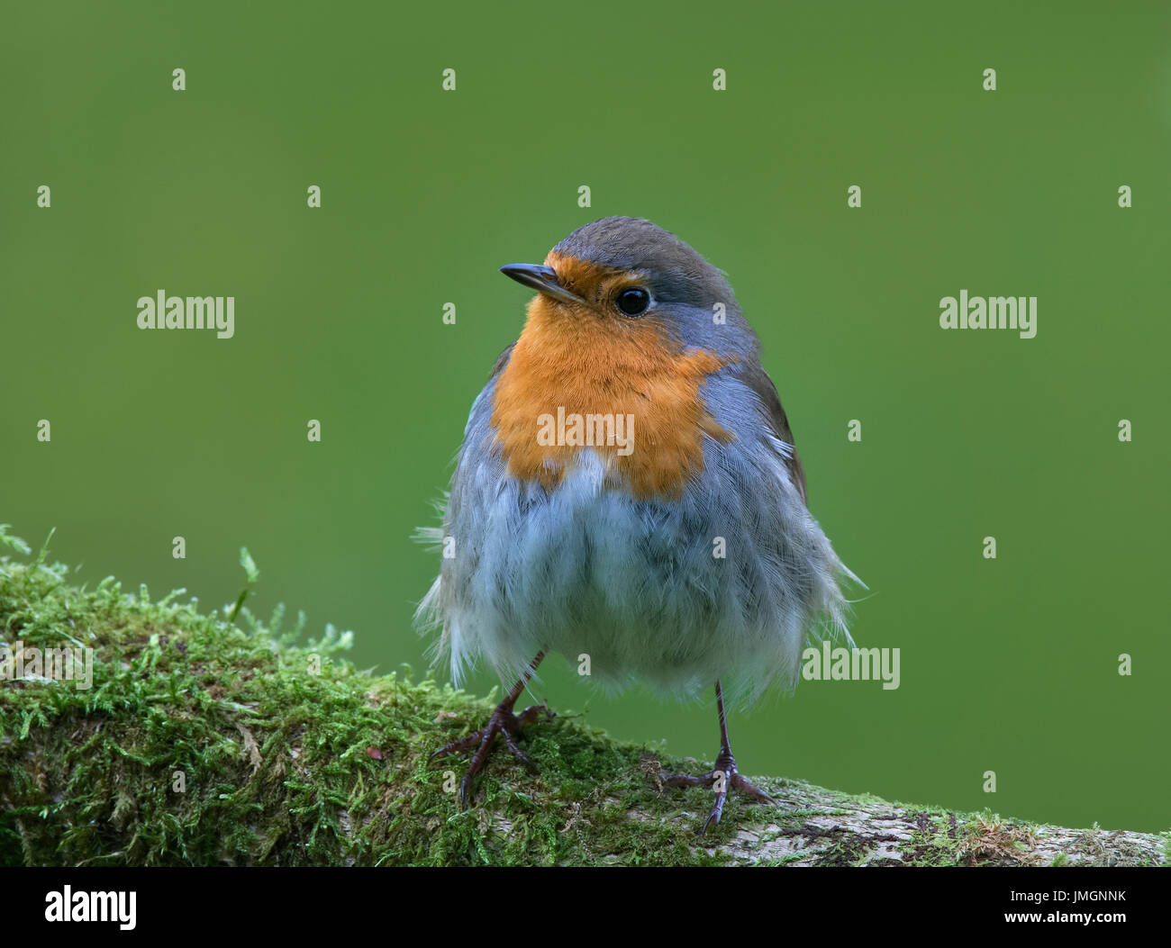 Unione robin, Erithacus rubecula, appollaiato su moss registro coperto Foto Stock