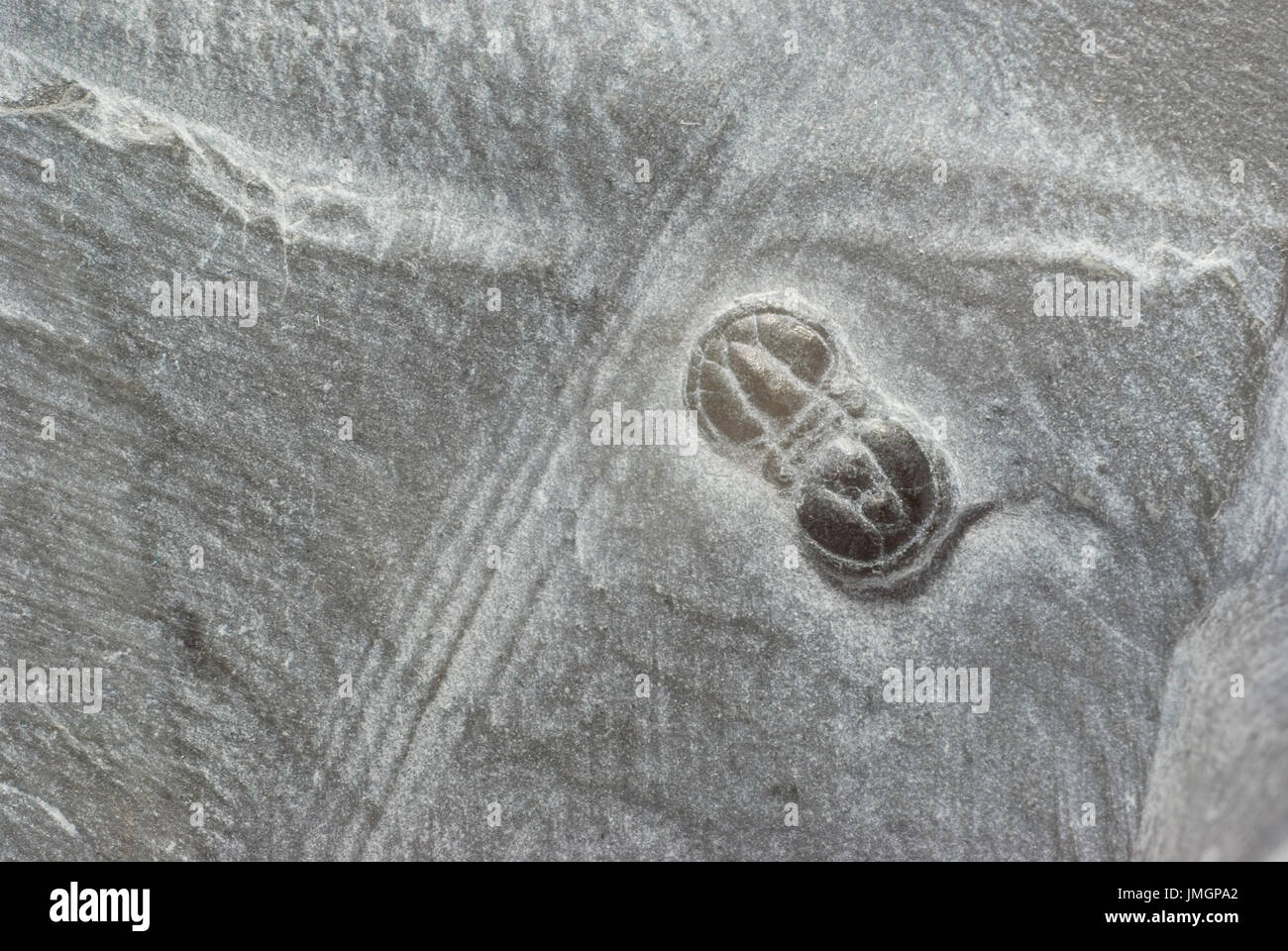 Trilobata fossile Foto Stock