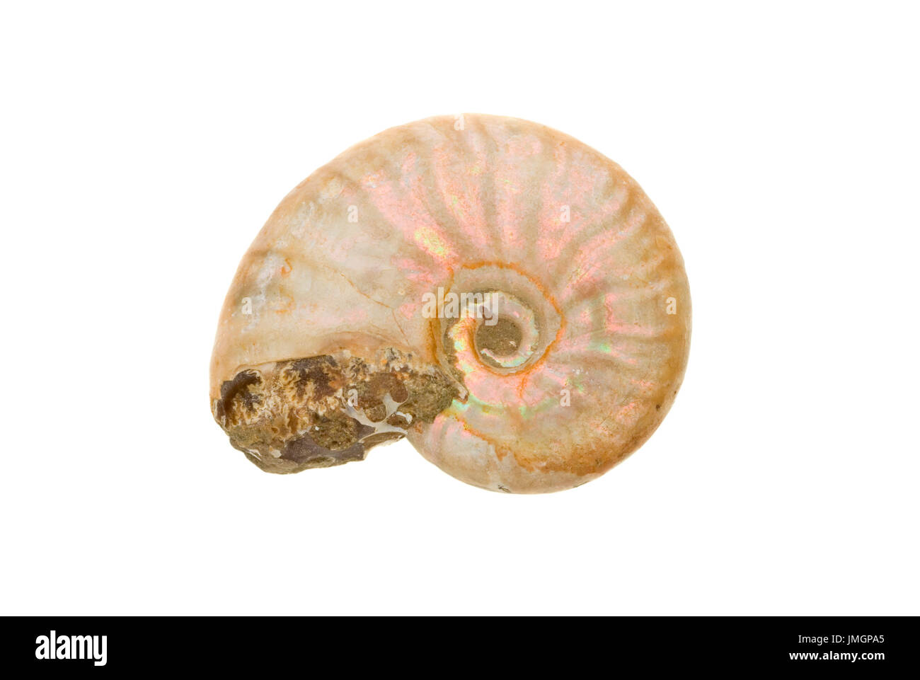 Ammonita dal Madagascar Foto Stock
