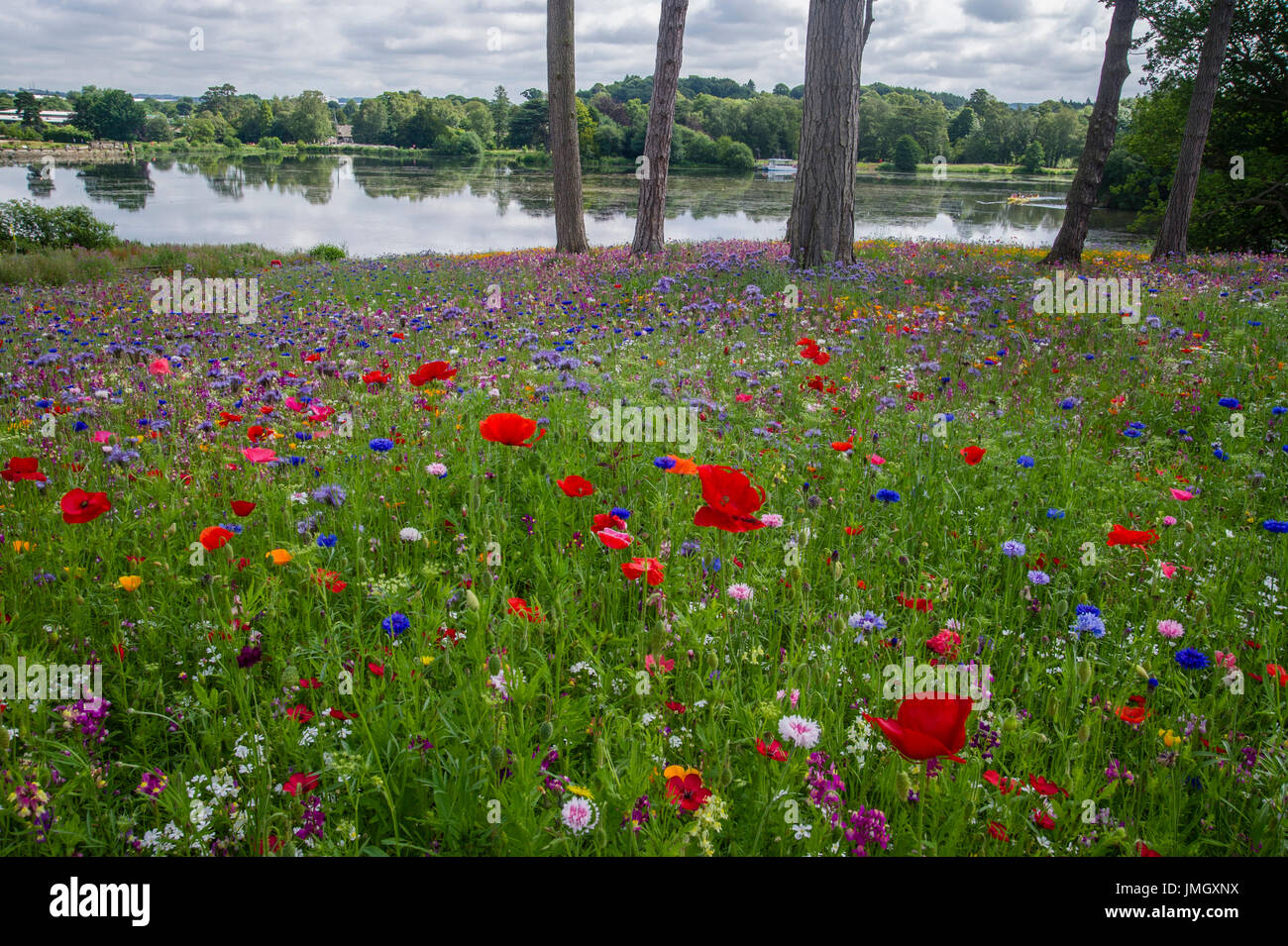 Millefiori annuale prato - Trentham Gardens Foto Stock