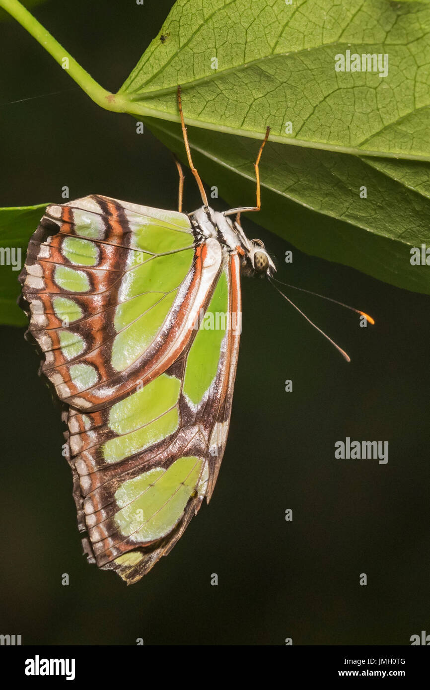 Un Dido Longwing butterfly appoggiata su una foglia Foto Stock