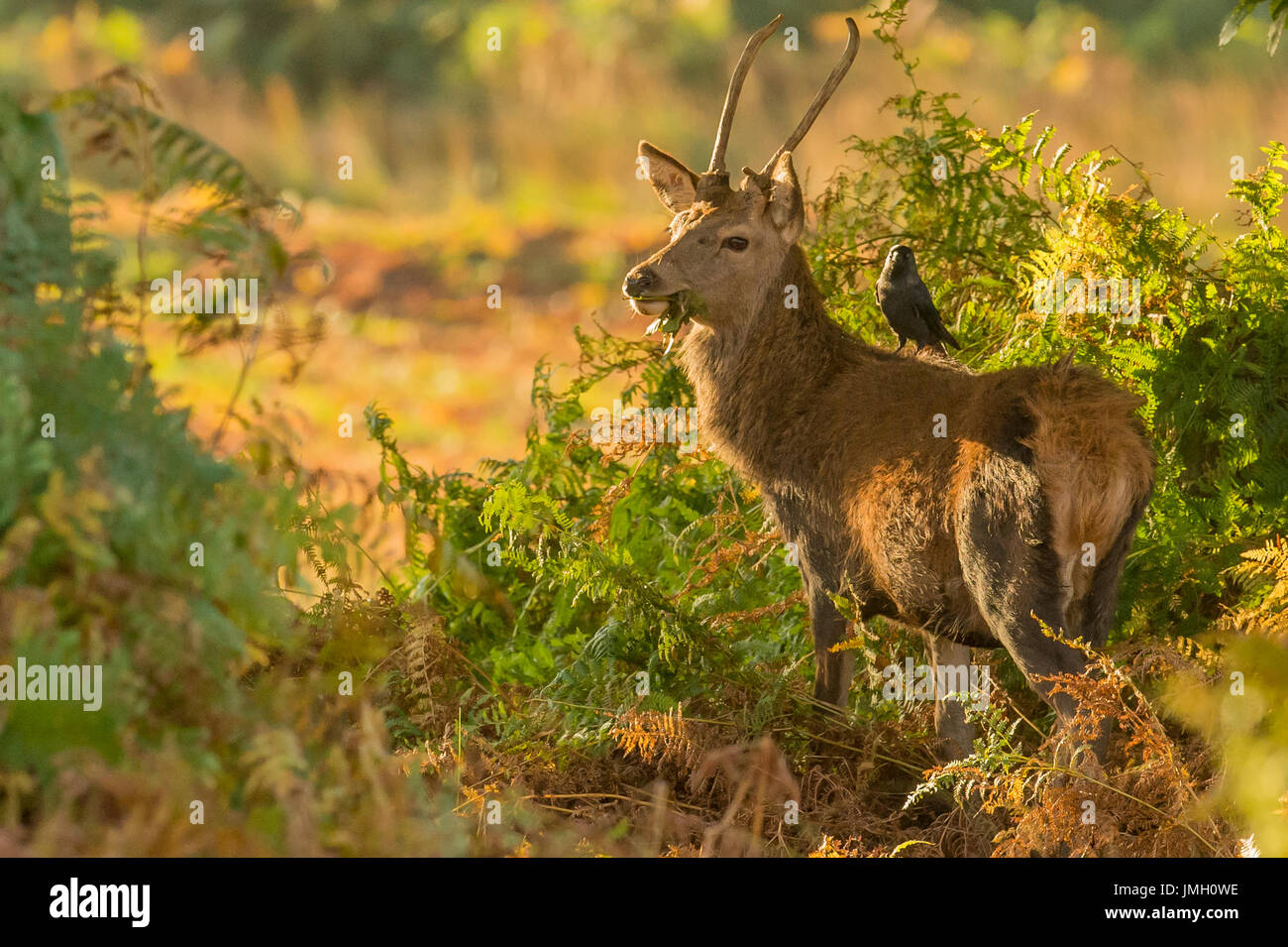 Un cervo rosso cervo durante la stagione di solchi Foto Stock