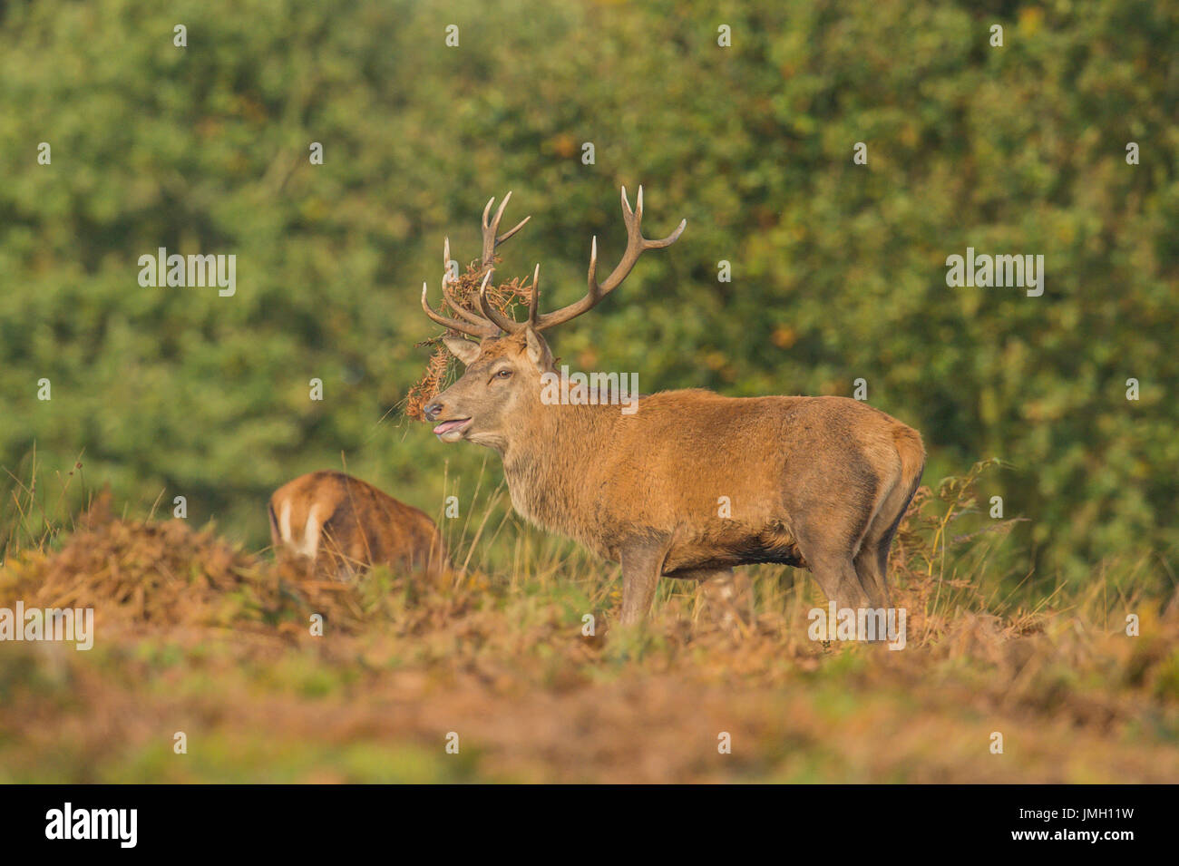 Un cervo rosso cervo durante la stagione di solchi Foto Stock