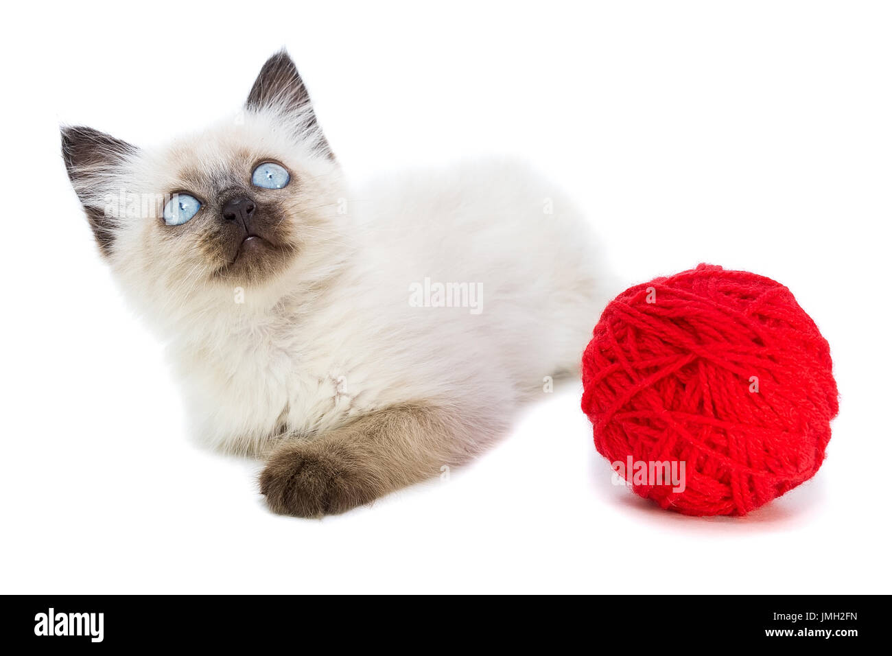 Kitten su sfondo bianco, gattino gioca con la palla, estate, gatto siamese gatto Foto Stock