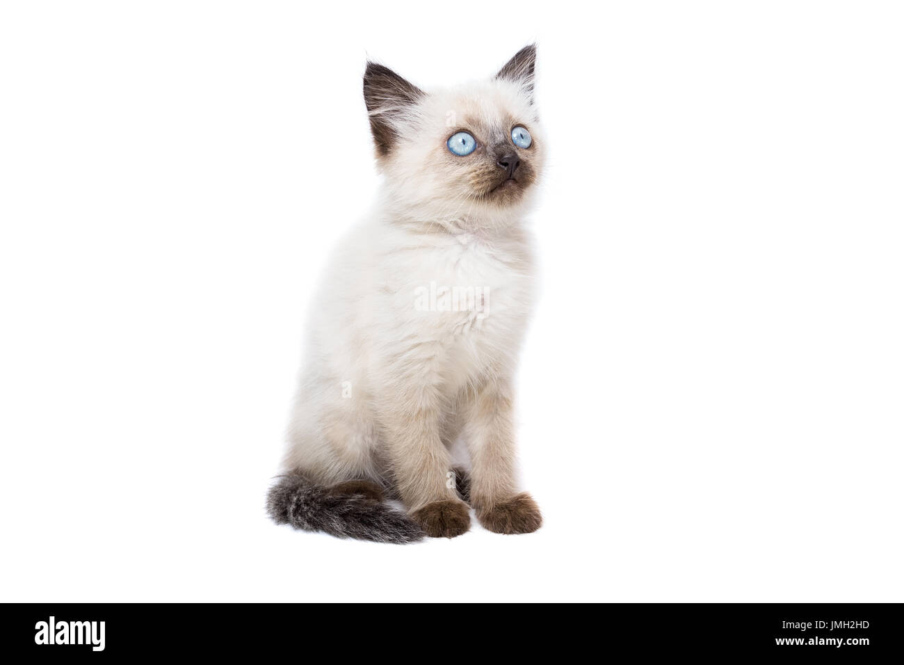 Kitten su sfondo bianco, gattino gioca, estate, gatto siamese gatto Foto Stock