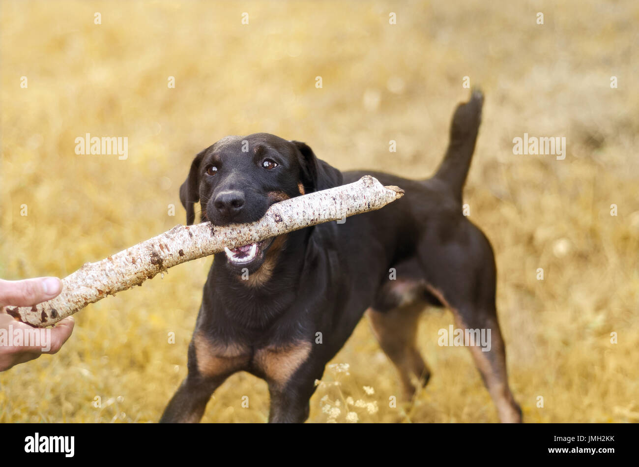 Sfocato autunno sfondo con un cane tenendo un bastone. Foto Stock