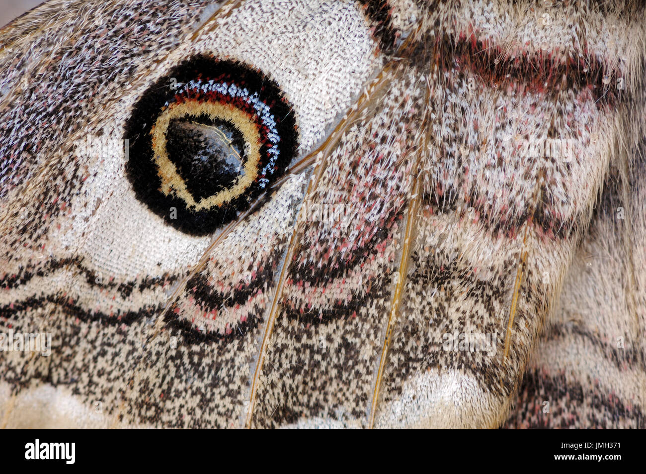 L'imperatore Moth, femmina, ala dettaglio, Provenza, Francia meridionale / (Saturnia pavonia) | Kleines Nachtpfauenauge, weiblich, Fluegeldetail Foto Stock