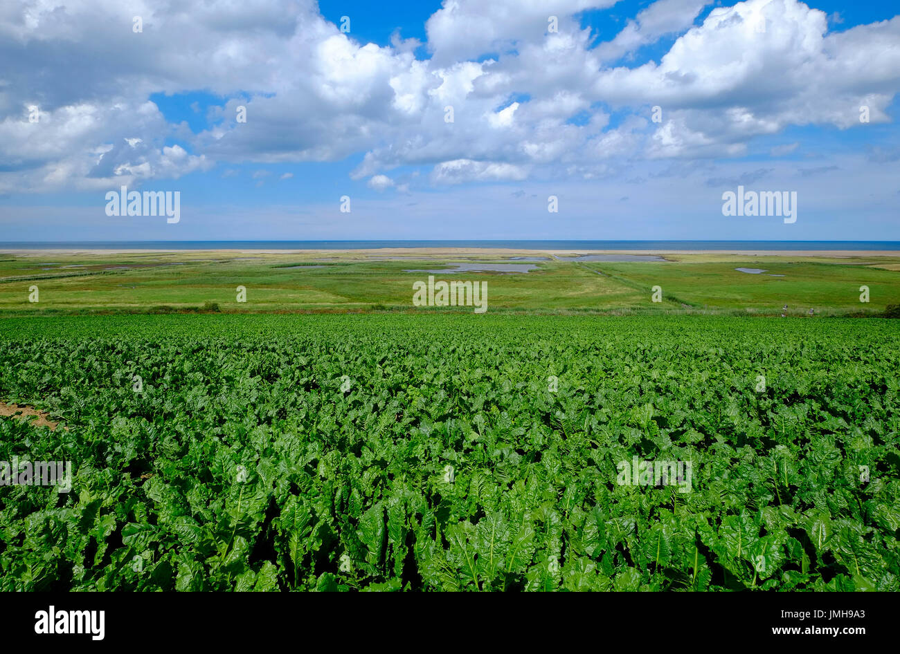 La barbabietola da zucchero campo, salthouse, North Norfolk, Inghilterra Foto Stock