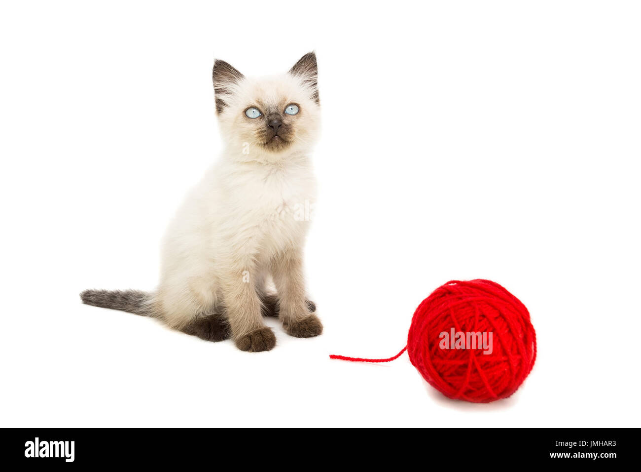 Kitten su sfondo bianco, gattino gioca con la palla, estate, gatto siamese gatto Foto Stock