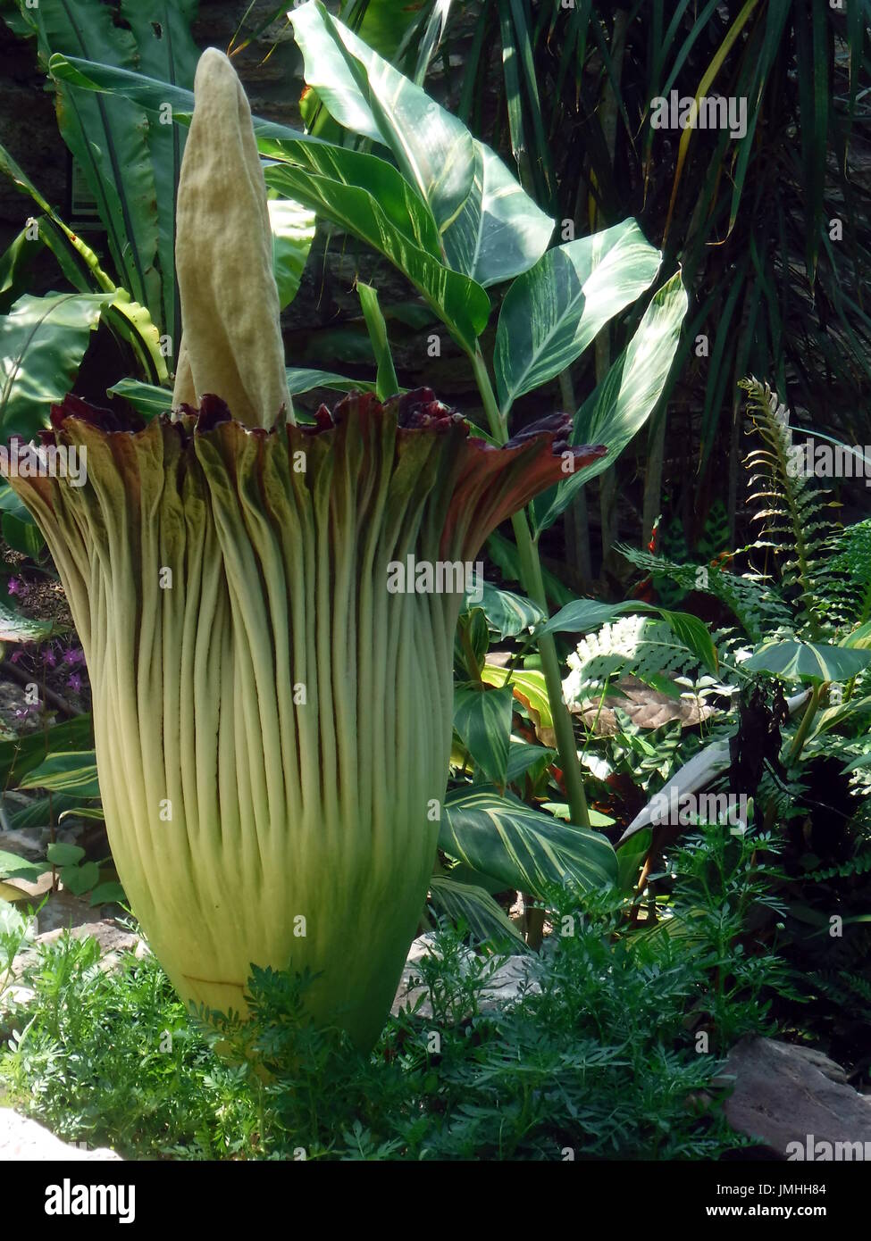 Titan arum è una pianta rara anche chiamato il cadavere impianto a causa del suo odore terribile durante le prime ore di apertura delle gemme. Foto Stock