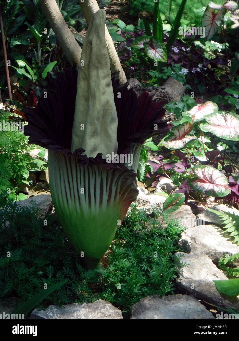 Titan arum è una pianta rara anche chiamato il cadavere impianto a causa del suo odore terribile durante le prime ore di apertura delle gemme. Foto Stock