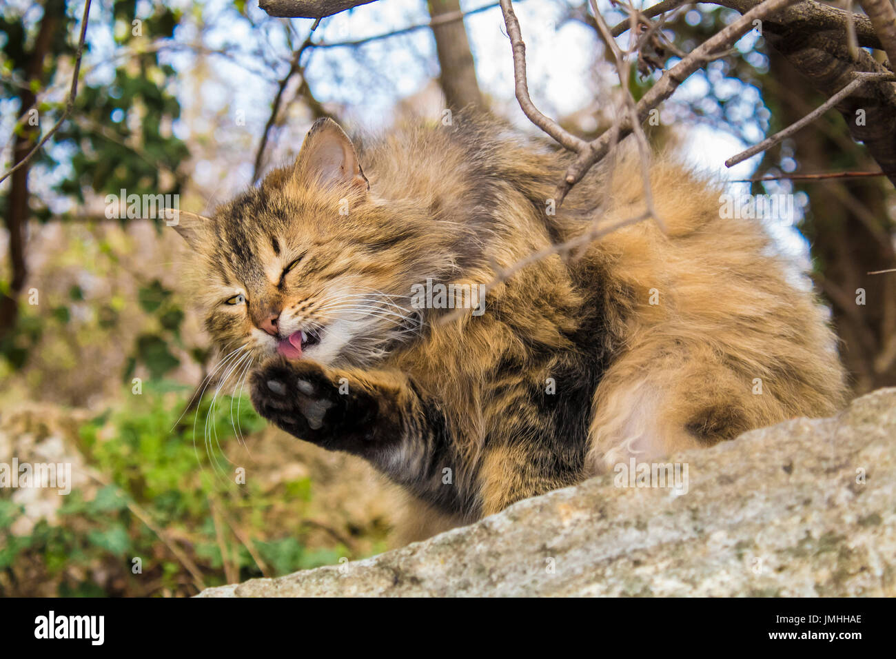 Bel gatto che posano per una sessione di foto Foto Stock