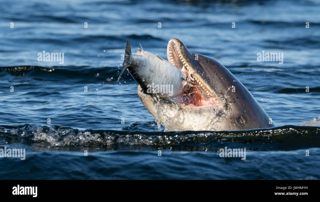 Il tursiope o delfino maggiore cattura una grande salmoni a Chanonry Point, Scozia. Foto Stock