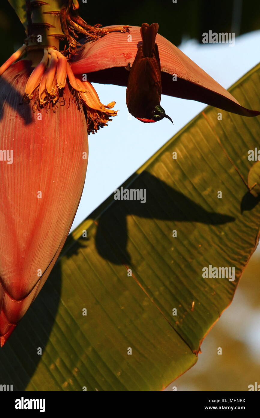 Scarlet-chested Sunbird, Calcomitra senegalensis, maschio su piante di banana, Leopard's Hilll, Lusaka, Zambia Foto Stock
