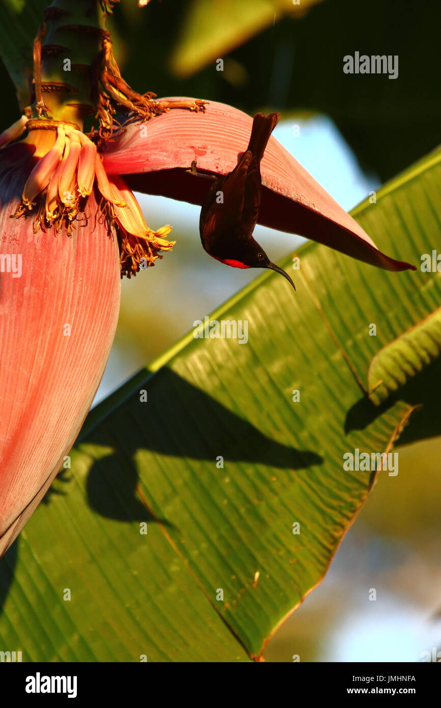 Scarlet-chested Sunbird, Calcomitra senegalensis, maschio su piante di banana, Leopard's Hilll, Lusaka, Zambia Foto Stock