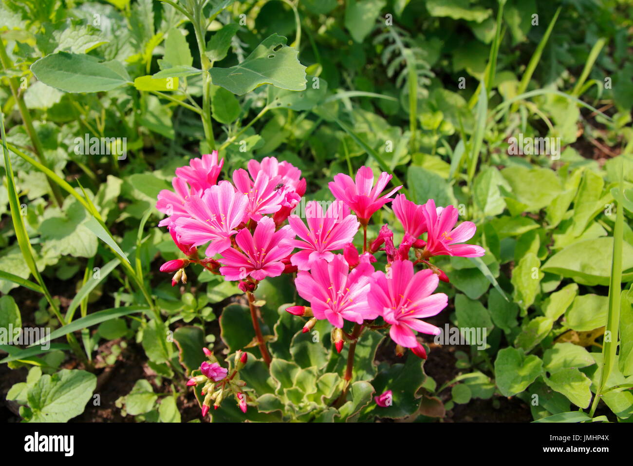 Gewöhnliche Bitterwurz, Lewisia cotiledone, Porzelanröschen Foto Stock