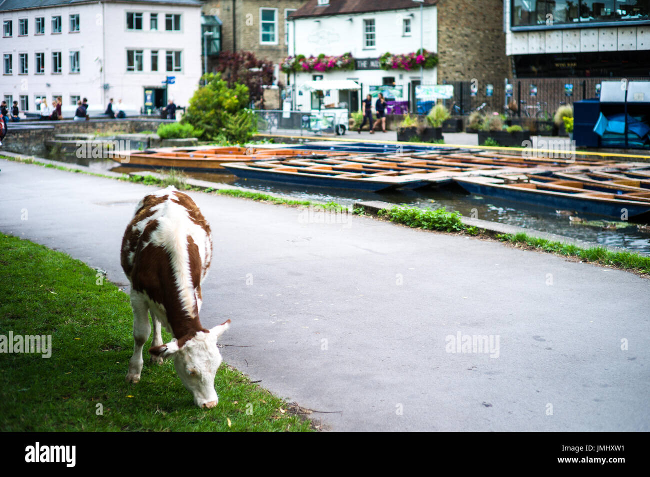 Cambridge - vacche nutrici vagare liberamente sulle spalle di Cambridge, vicino al fiume Cam Foto Stock
