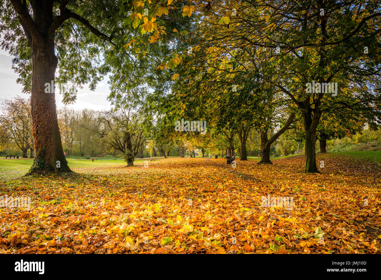 Dorate naturali sfumature e colori dell'autunno alberi dominano la scena nella testa del pozzo parco pubblico di Bourne, Lincolnshire, Regno Unito Foto Stock