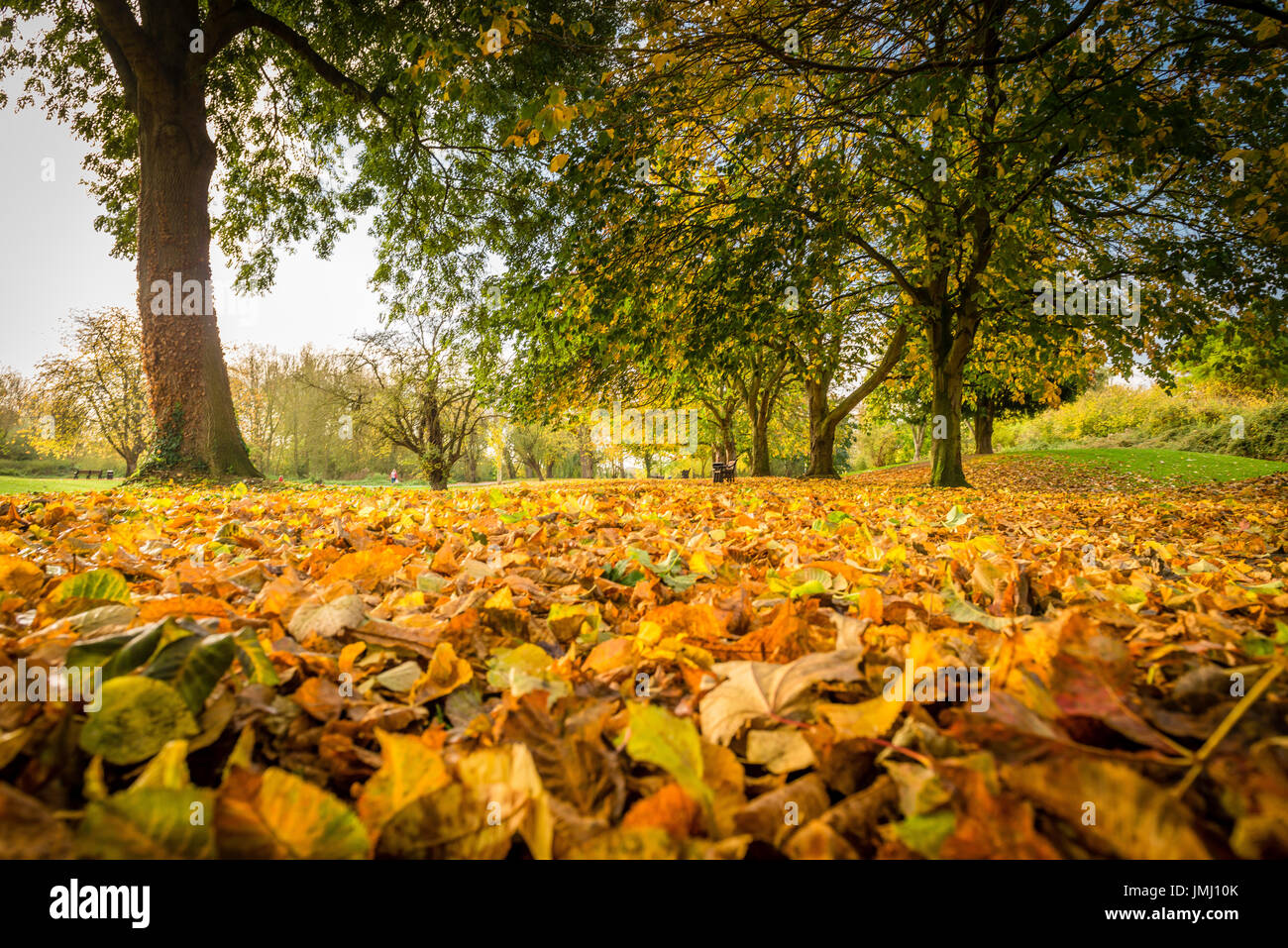 Dorate naturali sfumature e colori dell'autunno alberi dominano la scena nella testa del pozzo parco pubblico di Bourne, Lincolnshire, Regno Unito Foto Stock