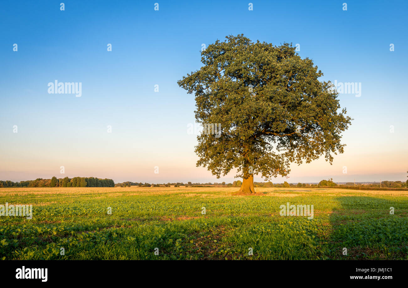 Un caldo tramonto segue alla fine di un tipico di una giornata estiva nel Lincolnshire campagna, vicino al piccolo villaggio di Aslackby, Lincolnshire, Regno Unito Foto Stock