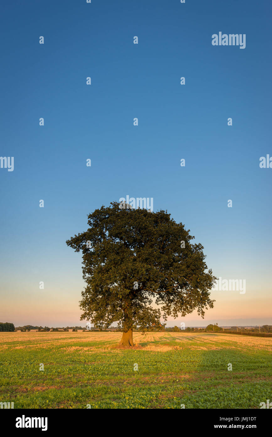 Un caldo tramonto segue alla fine di un tipico di una giornata estiva nel Lincolnshire campagna, vicino al piccolo villaggio di Aslackby, Lincolnshire, Regno Unito Foto Stock