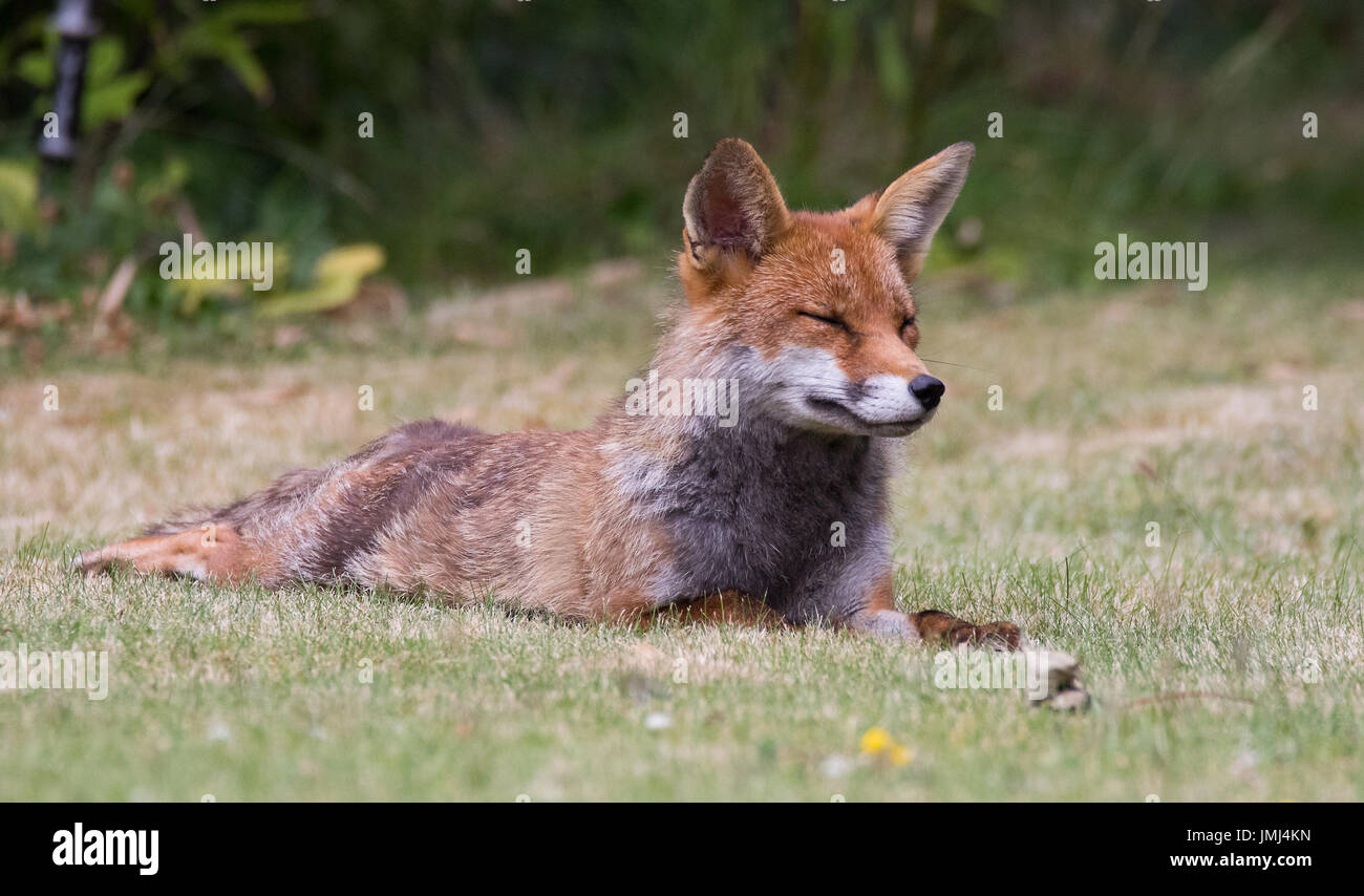 Volpe su erba Foto Stock