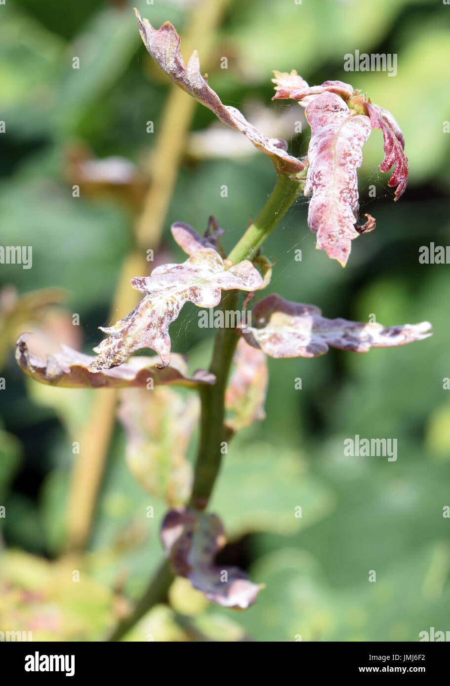 Oidio influisce sulla crescita e provoca la distorsione della nuova crescita di Pedunculate o Quercia farnia (Quercus robur). Bedgebury Forest, Kent, Foto Stock