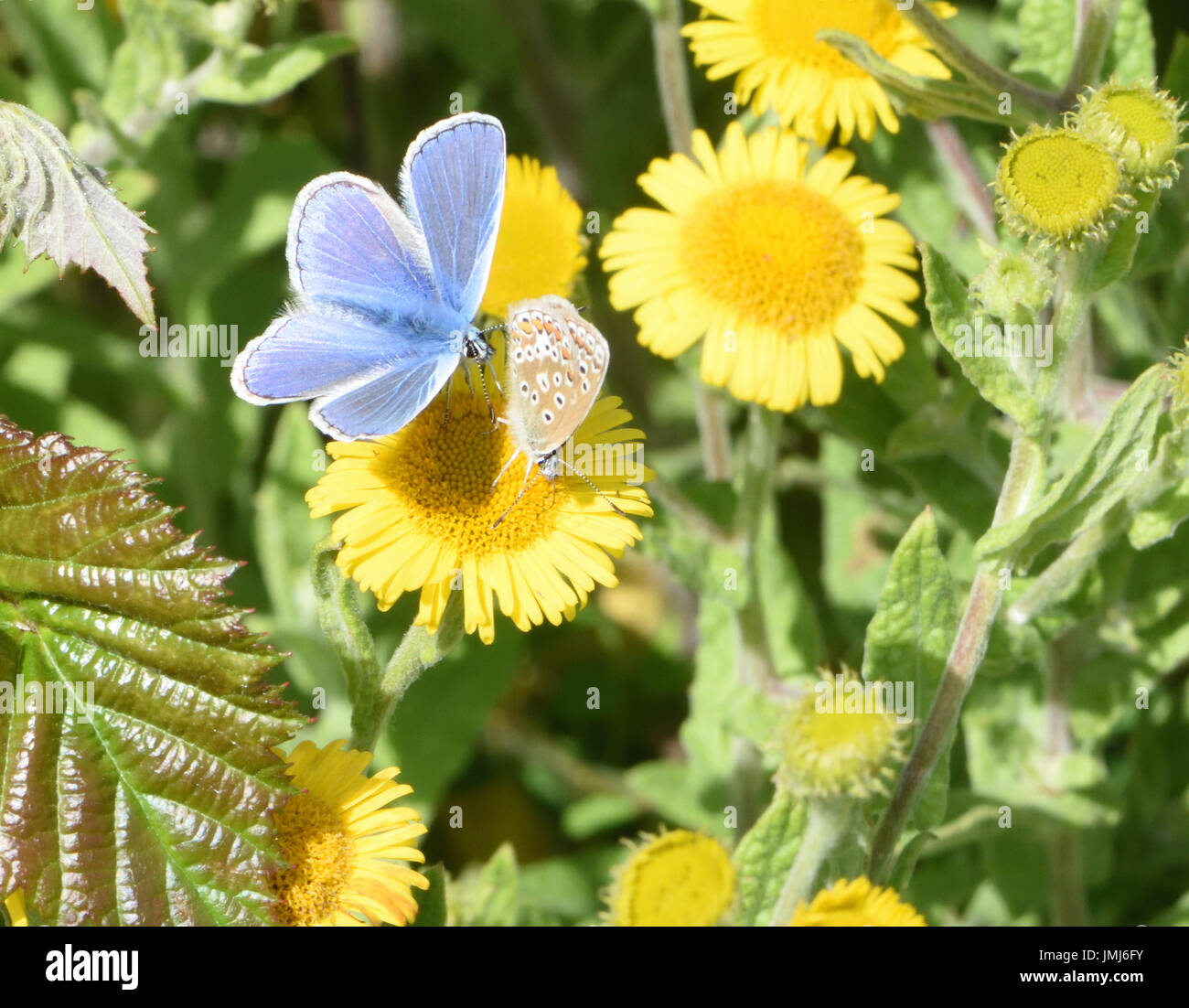 Un comune maschio blue butterfly (Polyommatus icarus) alimentazione con alette aperte su un comune (Fleabane Pulicaria dysenterica) fiore. Bedgebury Forest, Kent, Foto Stock