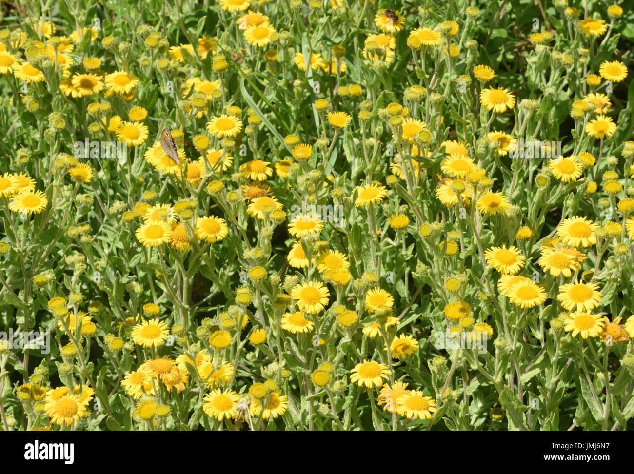 Un intrico di Comune (Fleabane Pulicaria dysenterica) in fiore che cresce in un campo di margine. Bedgebury Forest, Kent, Regno Unito Foto Stock