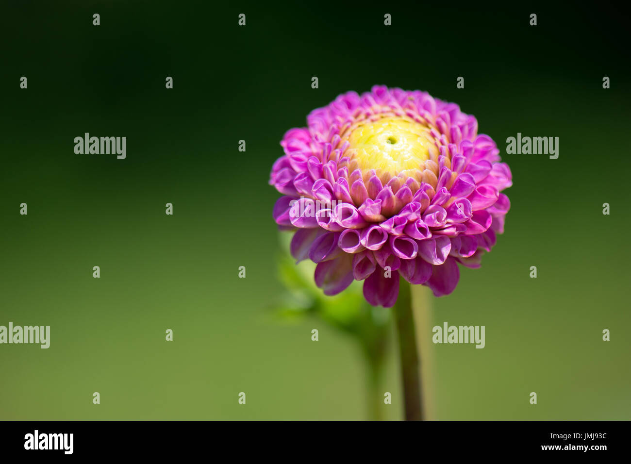 Una dalia magenta con centro di colore giallo. Foto Stock